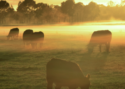 Letter From Donor Regarding Gift of Livestock